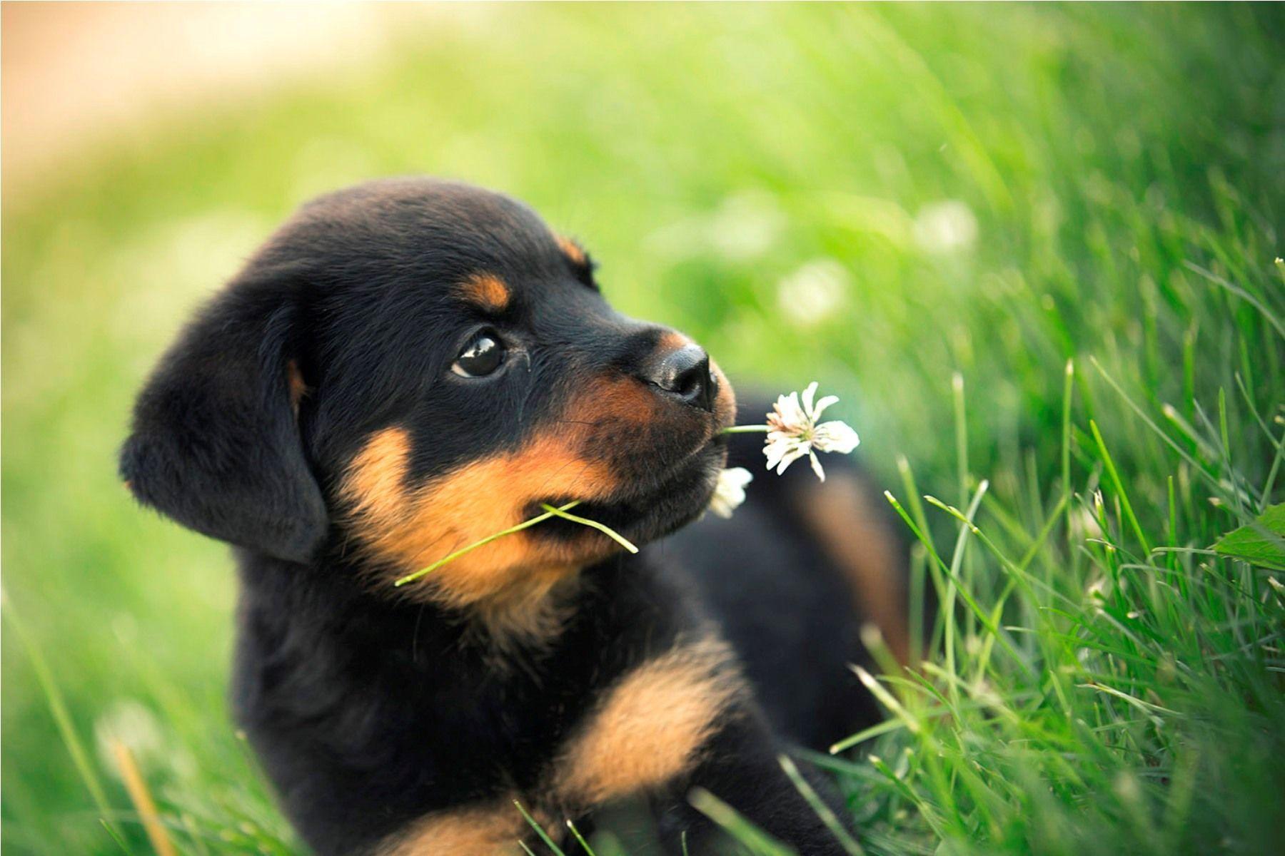 12 Reasons Why Rottweilers Are The Best Dogs | VortexMag